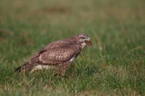 00550-Common_Buzzard