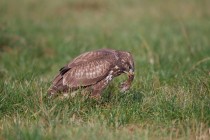 00551-Common_Buzzard