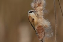 00552-Eurasian_Penduline_Tit