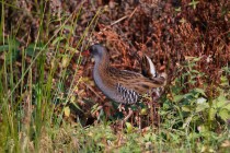 00554-Water_Rail