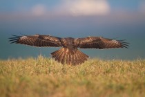 00556-Common_Buzzard