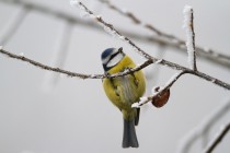 00557-European_Blue_Tit