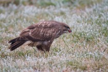 00558-Common_Buzzard