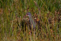 00559-Water_Rail