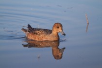 00560-Eurasian_Wigeon