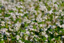 00561-Common_Buckwheat