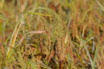 00565-Common_Millet