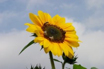 00567-Sunflower