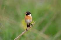 00569-Common_Stonechat