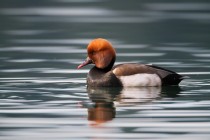 00570-Red-crested_Pochard