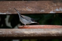 00571-Sardinian_Warbler