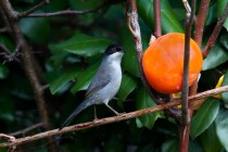 00572-Sardinian_Warbler