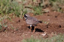 00573-Common_Ringed_Plover