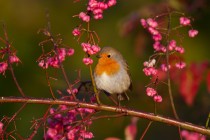 00574-European_Robin