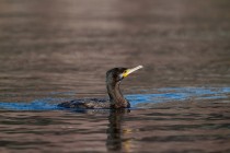 00576-Great_Cormorant