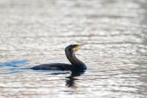 00577-Great_Cormorant