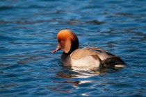 00578-Red-crested_Pochard