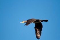 00579-Great_Cormorant