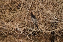 00582-Pygmy_Cormorant