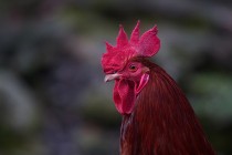 00583-Rooster