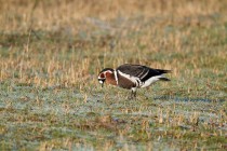 00584-Red-breasted_Goose