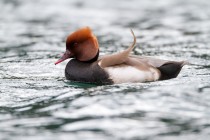 00586-Red-crested_Pochard