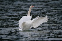 00587-Mute_Swan