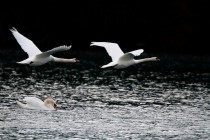 00588-Mute_Swans