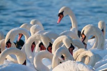 00589-Mute_Swans