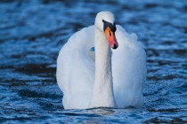 00590-Mute_Swan