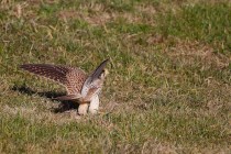 00591-Common_Kestrel_O