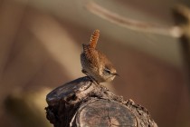 00592-Winter_Wren