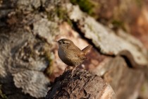 00593-Winter_Wren