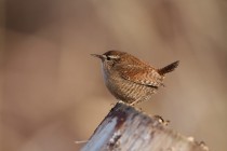 00594-Winter_Wren