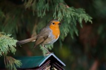 00595-European_Robin