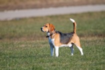 00596-Beagle