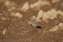 00597-Crested_Lark