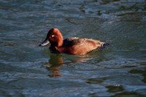 00598-Ferruginous_Duck