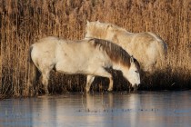 00599-Camargue_Horses