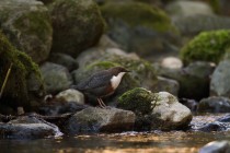 00601-White-throated_Dipper