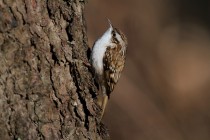 00602-Eurasian_Treecreeper