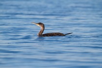 00603-European_Shag