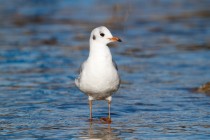 00605-Black-headed_Gull