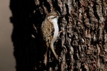 00606-Eurasian_Treecreeper