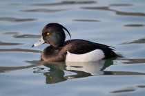 00607-Tufted_Duck