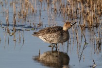 00608-Northern_Pintail