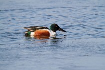 00609-Northern_Shoveler