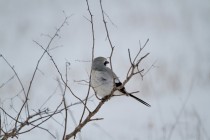 00611-Great_Grey_Shrike