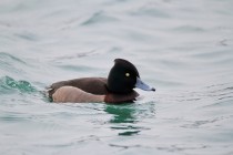 00612-Ferruginous_Dack_x_Tufted_Duck