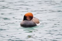 00613-Red-creasted_Pochard